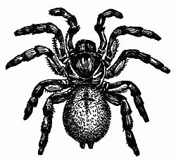Fig. 123.—The California Trap-door Spider (Cteniza Californica).