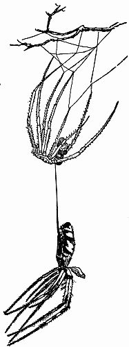 Fig. 126.—"Moulted." A Spider Hanging Beneath Its Cast-off Skin.