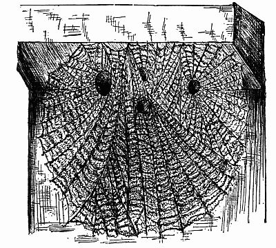 Fig. 139.—The Web of Dictyna the Lacemaker.