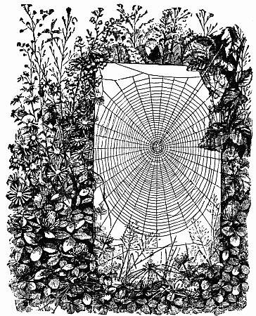 Fig. 143.—"The Round Beautiful Snares of the Wheel Legion Swung Among the Daisies."