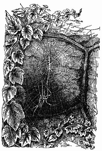Fig. 149.—A Dead Orbweaver Hanging by Broken Strands of Web-work.