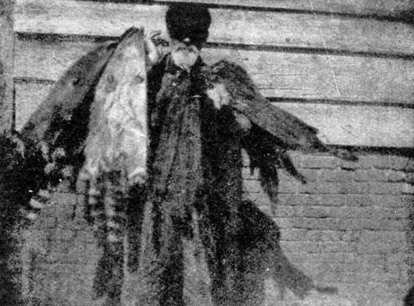 E.N. WOODCOCK AND SOME OF HIS 1912 CATCH OF ALABAMA FURS.