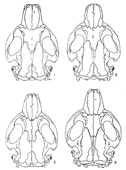 Figs. 1-4 Dorsal views of skulls of Castor canadensis.
× 1/2