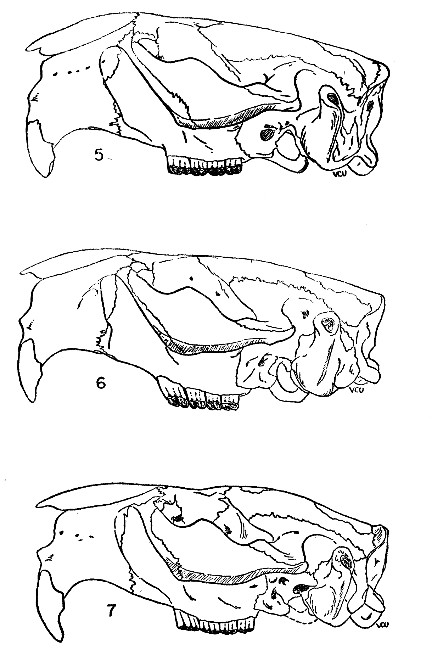 Figs. 5-7 Lateral views of left side of skulls of Castor
canadensis. × 1/2