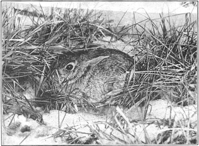 Fig. 1.—Cottontail rabbit in its "form."