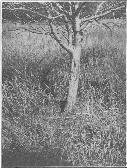 Fig. 2.—Apple tree killed by rabbits.