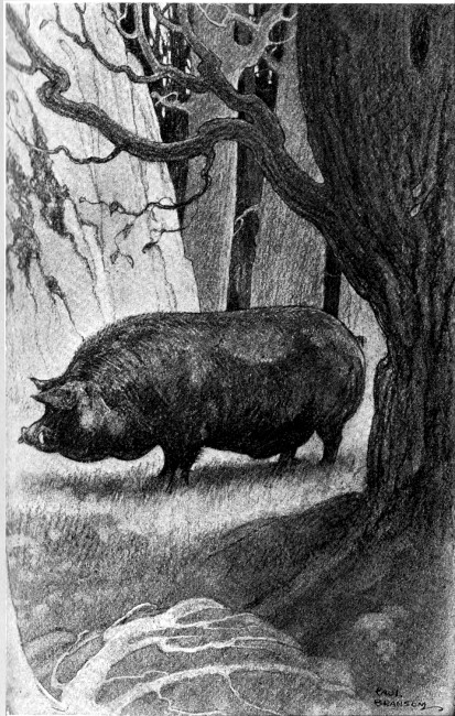 The black boar had wandered so far into the wilderness
that he was safe from pursuit.