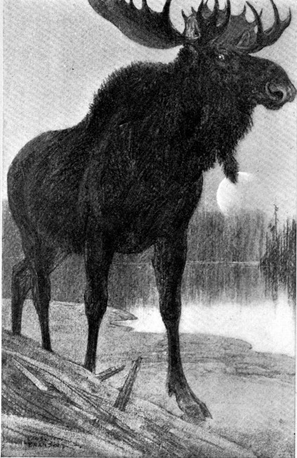 Black and huge against the pallid radiance towered a
moose bull.