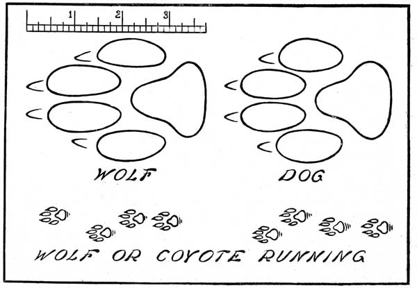 Track of the Grey Wolf, Compared With That of a Dog.