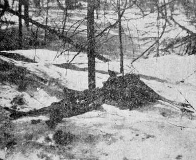 Remains of Deer Killed by Wolves.