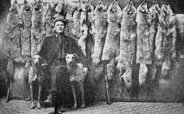 Catch of a Canadian Hunter Who Uses Dogs.
