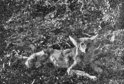 An Idaho Coyote.