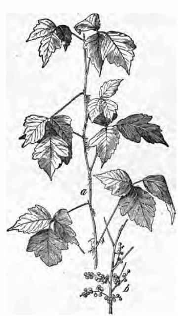 Fig. 1.—Poison ivy (Rhus radicans or Rhus
toxicodendron). a, spray showing aerial rootlets and leaves; b,
fruit—both one-fourth natural size.

(Chesnut, Bulletin No. 20, Division of Botany, U. S. Department of
Agriculture.)