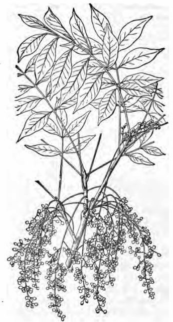 Fig. 3—Poison sumach (Rhus vernix), showing leaves,
fruit, and leaf-scars, one-fourth natural size.

(Chesnut, Bulletin No. 20, Division of Botany, U. S. Department of
Agriculture.)