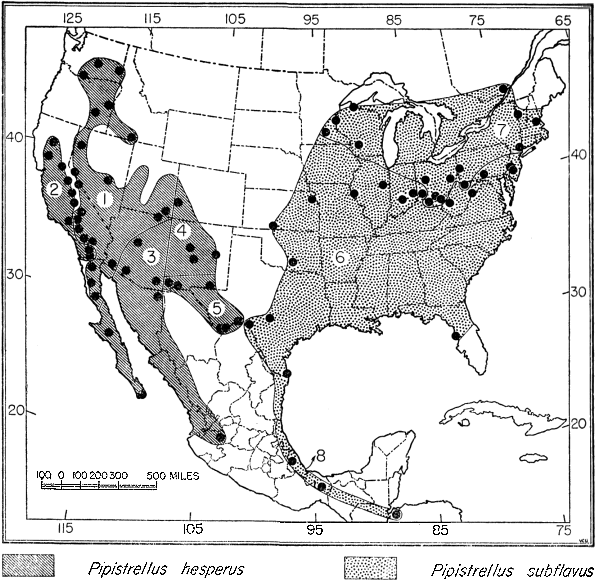 Fig. 1. Map showing the geographic ranges of species and subspecies of Pipistrellus
