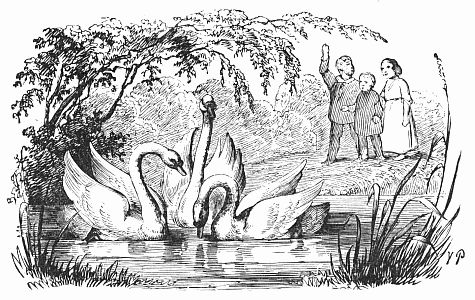 Swans in a pond. People watching.