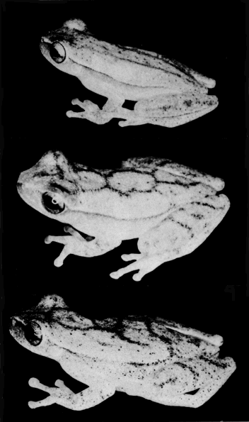 Adult Frogs