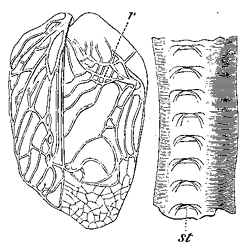 Fig. 10. Gryllus campestris (from Landois).