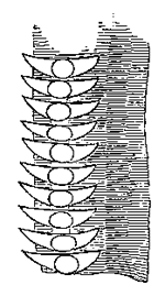 Fig. 11. Teeth of Nervure
of Gryllus domesticus
(from Landois).