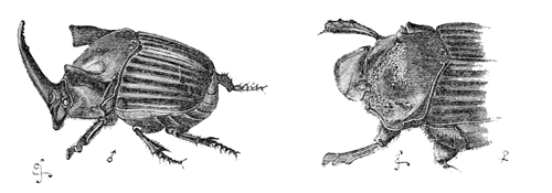 Fig. 17. Phanæus faunus.