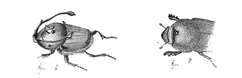 Fig. 19. Onthophagus rangifer, enlarged.