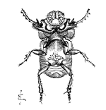 Fig. 20. Onitis furcifer, male,
viewed from beneath.