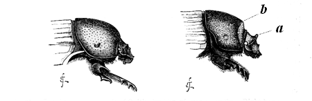 Fig. 21. Left-hand figure, male of Onitis furcifer.