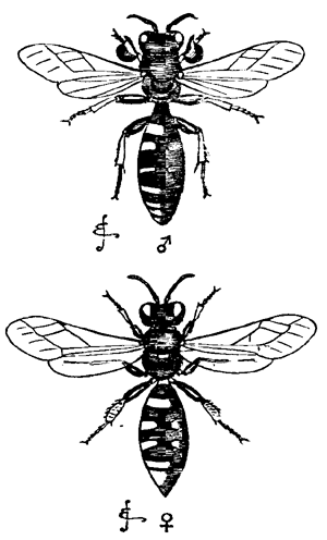 Fig. 8. Crabro cribrarius. Upper figure,
male: lower figure, female.