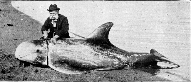 Fig. 3.—Relative Size of a Blackfish and Man.