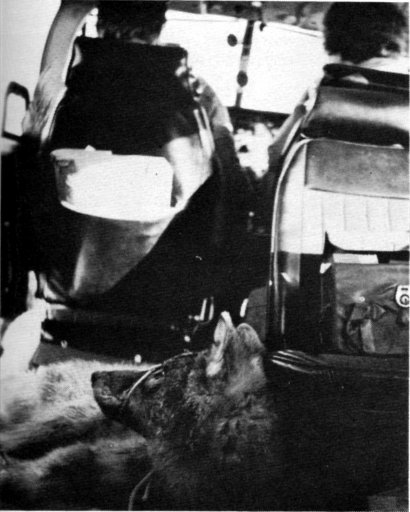 Fig. 10.—The wolves were kept lightly drugged during
the flight to Michigan (USFWS Photo by L.
David Mech)