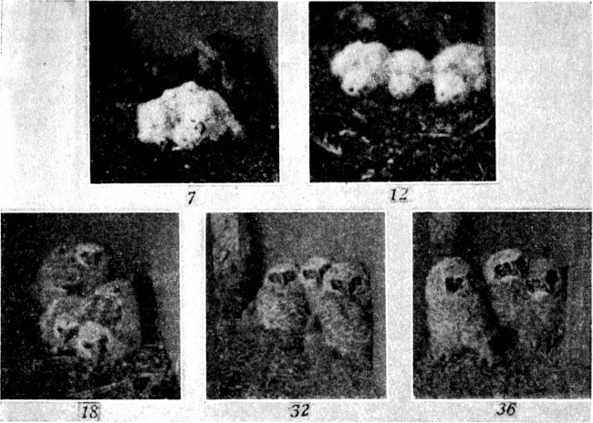 Fig. 3. Young Great Horned Owls in nest. Two owls are 7,
12, 18, 32, and 36 days of age, respectively; the third owl is about 2
days younger in each instance.