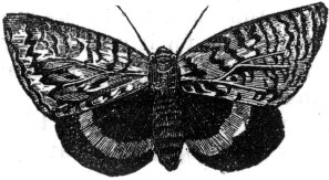 A moth.