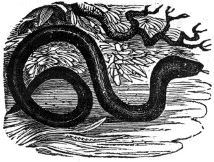 A snake.