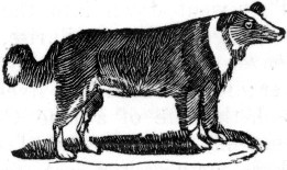 The Shepherd's Dog.