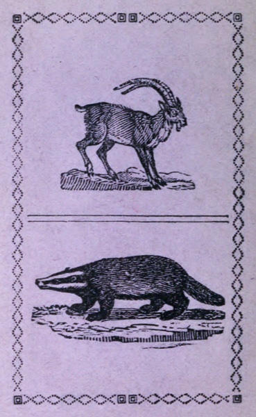 Ibex and Badger