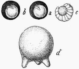 Fig. 104.—Larves de Dasypodes et leur pture.