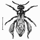 Fig. 105—Panurgus dentipes, femelle.