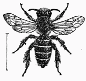 Fig. 107.—Cilissa femelle.
