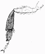 Fig. 116.—Brosse tibiale d'Anthophore.