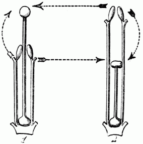 Fig. 127.—Schma des unions lgitimes (sens horizontal)
et illgitimes (sens vertical) chez les Primevres.