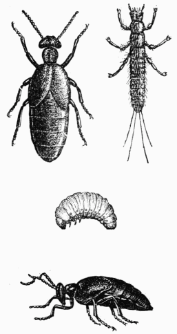 Fig. 27.—Mlos.—Adultes. Larve primaire ou triongulin
et larve secondaire.
