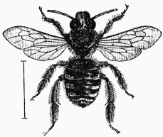 Fig. 55.—Eucre longicorne femelle.