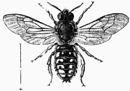 Fig. 59.—Anthidie  manchettes mle.