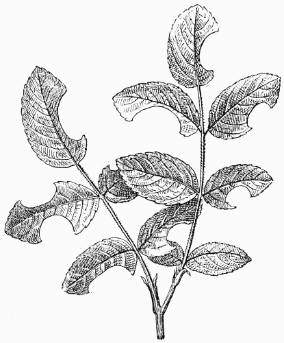 Fig. 65.—Feuilles de rosier dcoupes par la Mgachile.