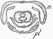 Fig. 6.—Section de la langue de l'Abeille.

m, mchoires; p, paraglosses; pl, palpes labiaux.