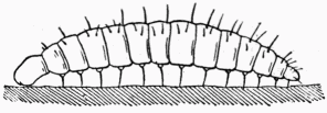 Fig. 74.—Larve primaire de Leucospis gigas.