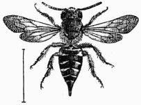 Fig. 80.—Cœlioxys rufescens.