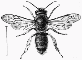 Fig. 87.—Andrena Trimmerana, femelle.