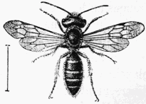 Fig. 88.—Andrena Trimmerana, mle.