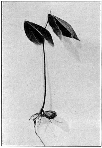 Seedling, showing Root-System with Seed
still Attached